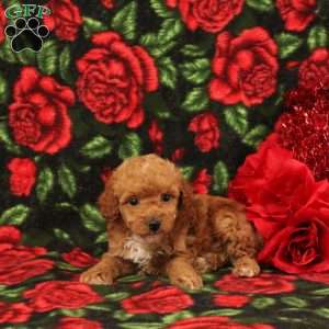 Sophie, Miniature Poodle Puppy